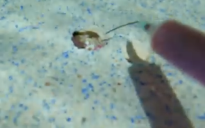 Tinta de detección de fugas: cómo funciona y por qué usarla